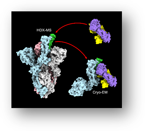 A picture paints a thousand words: Utrecht University expertise in Cryo-EM technology continues to bring benefit to CARE’s small molecule and antibody development work